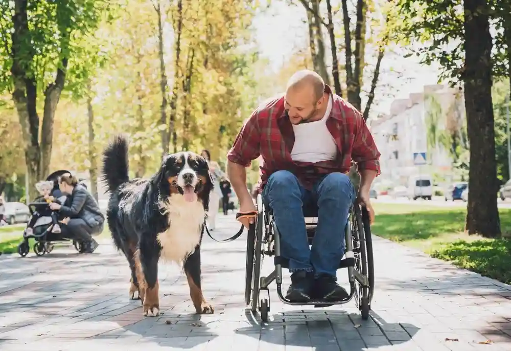 Man in a wheelchair walking a large dog in a park on a sunny day, with families and trees in the background.